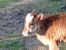 Телачка почти 3 месяца молоко уже не даю сама посетса ест сена траву цена 18 тр харошеи малочнаи матери