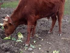 Продаётся бычок