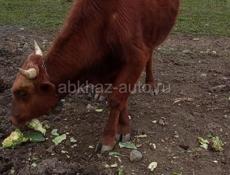 Продаётся бычок