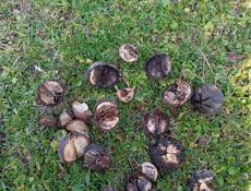 Закупаем Тунг. 