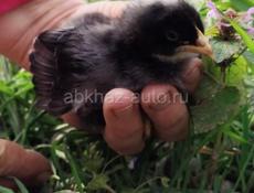 Цыплята редбро и плимутрок