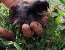 Цыплята редбро и плимутрок