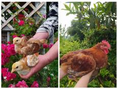 Цыплята редбро и плимутрок