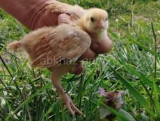 Цыплята редбро и плимутрок