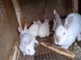 Кролики больших пород.