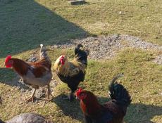 Петухи 