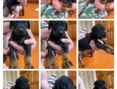 Щенки добермана