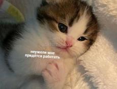 О