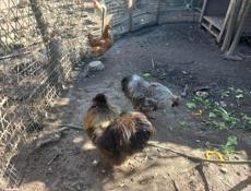 Китайские шёлковые петушки