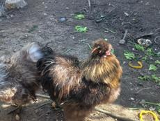 Китайские шёлковые петушки