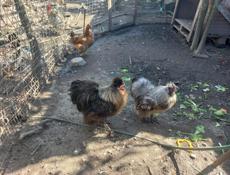 Китайские шёлковые петушки