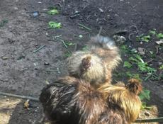 Китайские шёлковые петушки