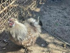 Китайские шёлковые петушки