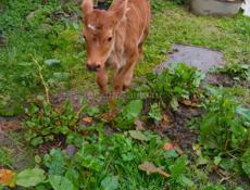 Продаётся бычок(мальчик) бычку месяц цена 10000 рублей без уступка