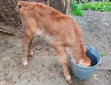 Продаётся бычок(мальчик) бычку месяц цена 10000 рублей без уступка