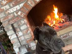 Сниму дом на длительный период 