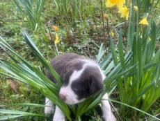 Щенки алабая