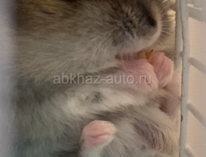 Джунгарские хомяки 