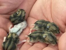 Джунгарские хомяки