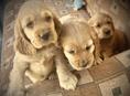 Щенки