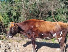 Телка 🐮 80 кг