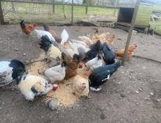 Продаются куры и петухи