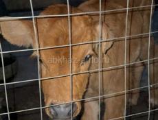 Продаю бычка