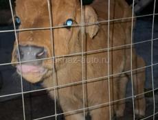 Продаю бычка