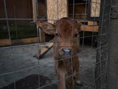 Продаю бычка