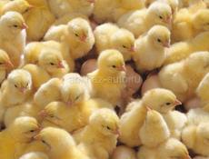 Цыплята суточные 