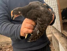 Джерсийский гигант 