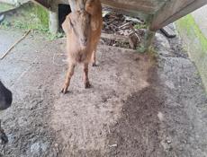 Коза село пшап