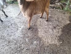 Коза село пшап