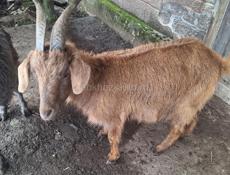 Коза село пшап