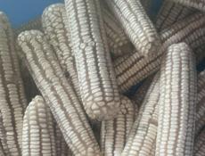 Кукуруза в кочанах