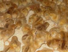 3-суточные цыплята РЕД БРО