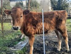 Продаётся годичная тёлка