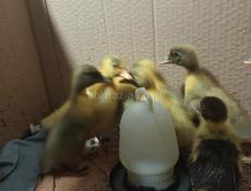 Продаю уточек недельных