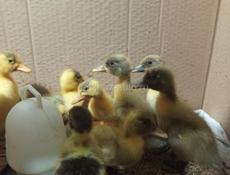 Продаю уточек недельных