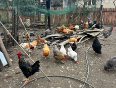 Продаются куры домашние живые и чищеные 