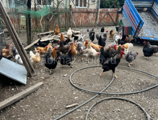 Продаются куры домашние живые и чищеные