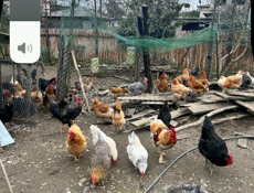 Продаются куры домашние живые и чищеные