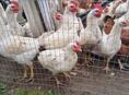 Продам молодых вкусных домашних петушков