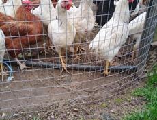 Продам молодых вкусных домашних петушков