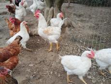 Продам молодых вкусных домашних петушков