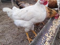 Продам молодых вкусных домашних петушков