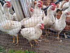 Продам молодых вкусных домашних петушков