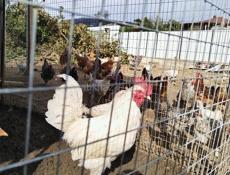 Продам двух петухов