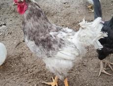 Продам двух петухов 
