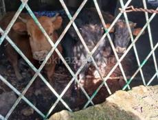 Забрали телят выпустили на аценском повороте  